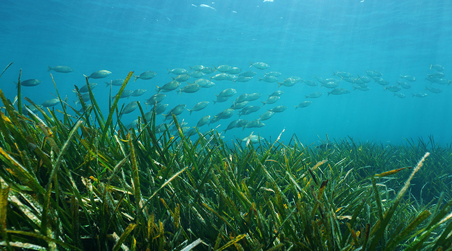 Seagrass Restoration and Seaweed Planting Project